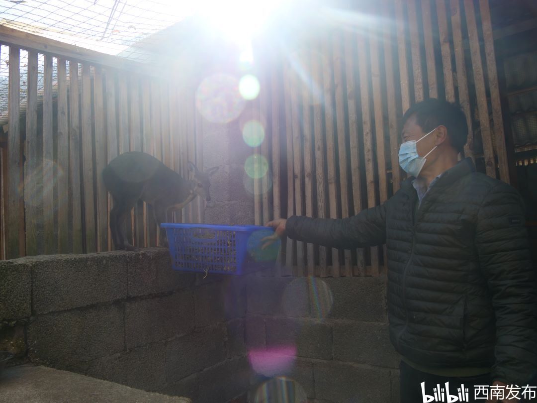 致富经林麝养殖视频_林麝养殖致富_致富养殖林麝图片