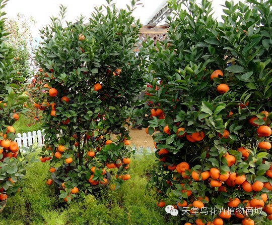 仙客来种植_种植仙客来致富_怎样种植仙客来种子