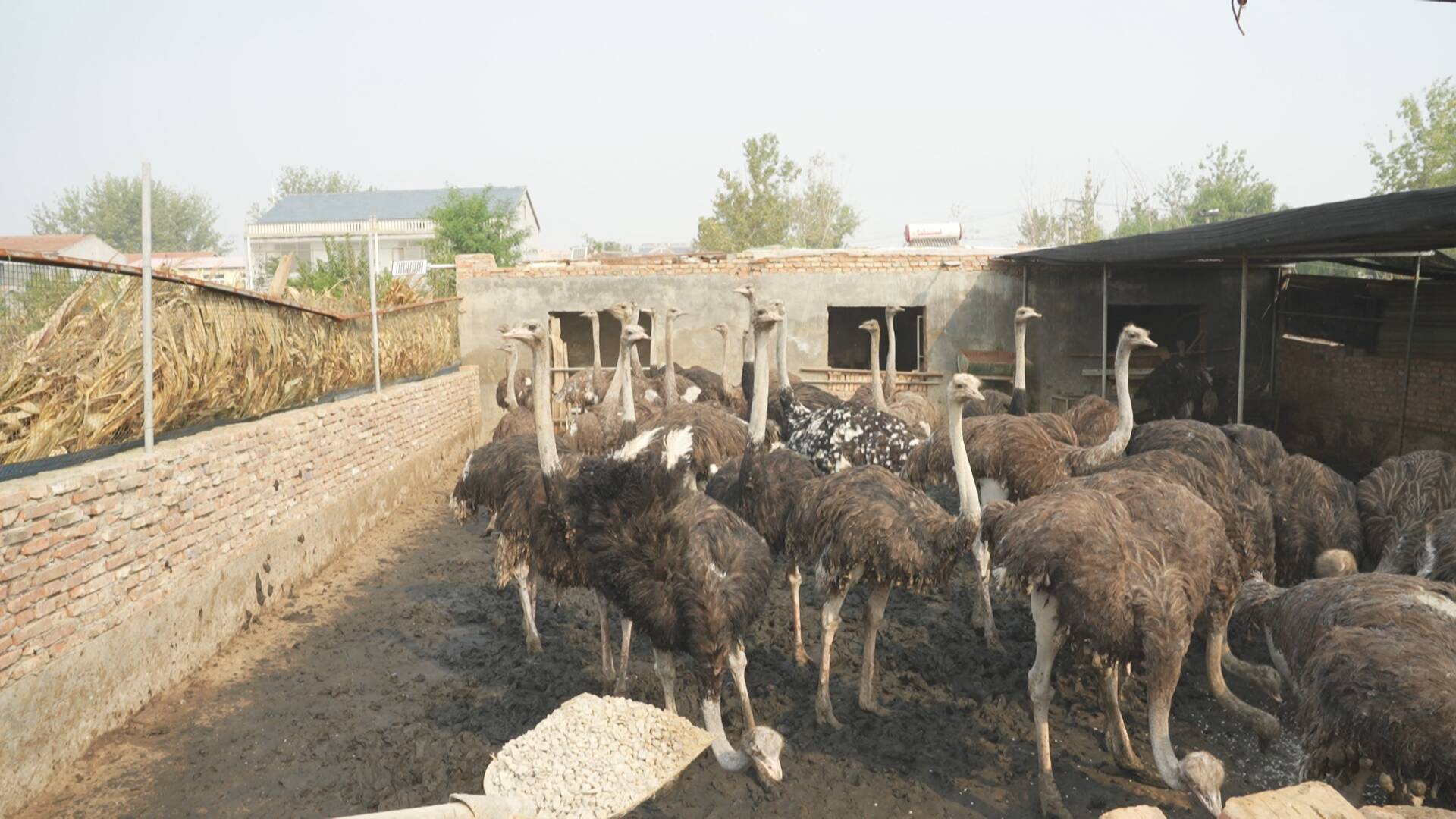 中央七套致富经养驼鸟_致富经鸵鸟养殖场的视频_驼鸟养殖基地