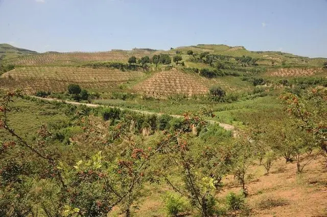 陕西种植致富_陕西致富项目_陕西农村种植什么赚钱不愁销路