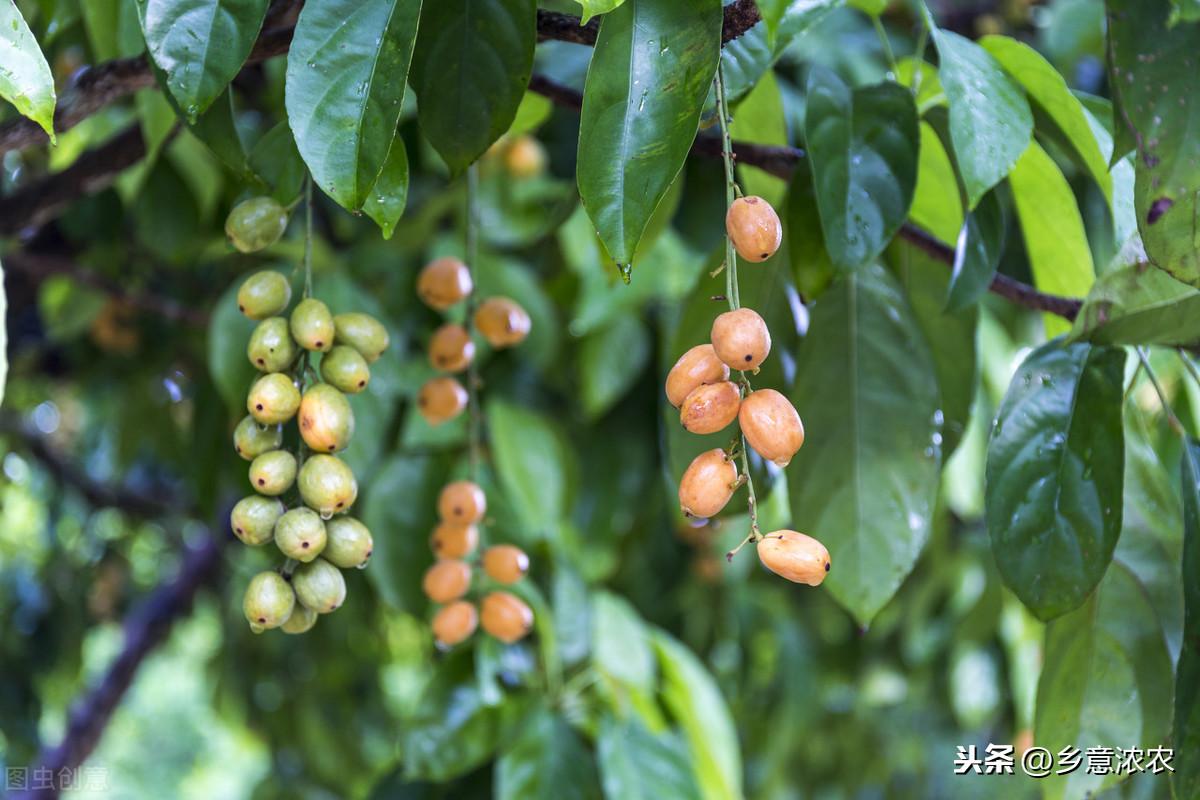 黄皮果怎么种植技术_怎样种植黄皮果树_种植果黄皮技术要点