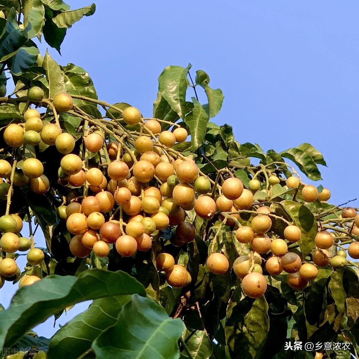 种植果黄皮技术要点_黄皮果怎么种植技术_怎样种植黄皮果树