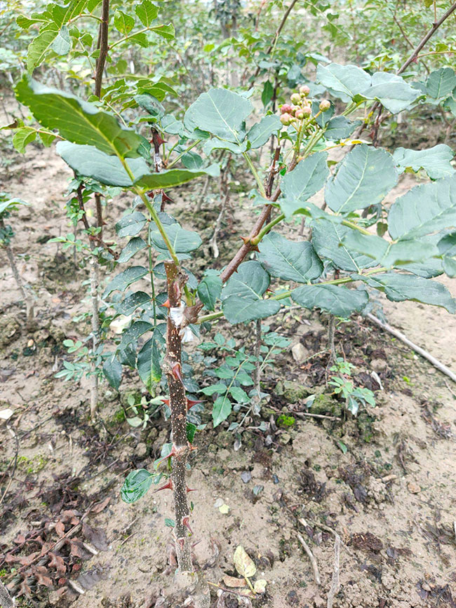 种植花椒树的前景咋样?种植花椒的真实利润