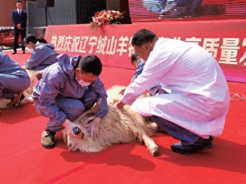 辽宁绒山羊产业迈向高质量发展