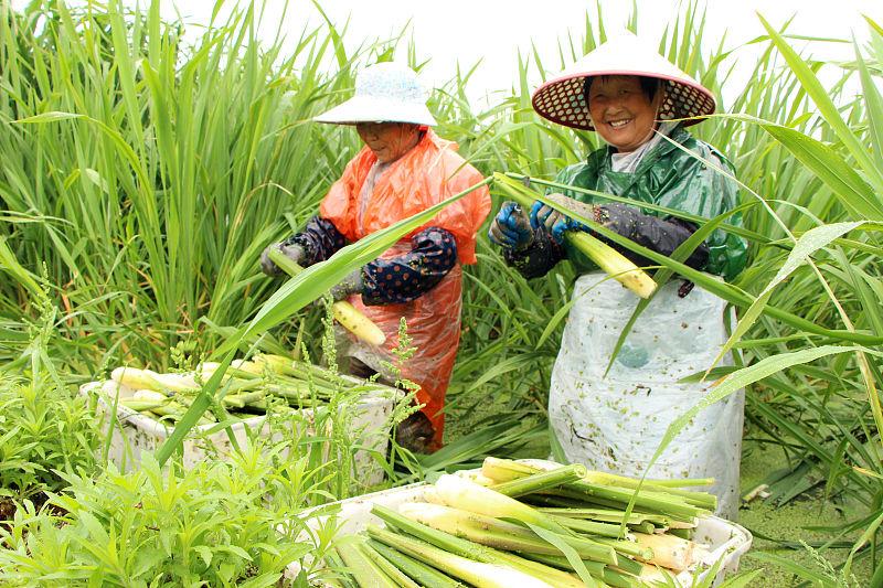 北方种植茭白技术与管理_北方茭白叫什么_茭白北方种植技术