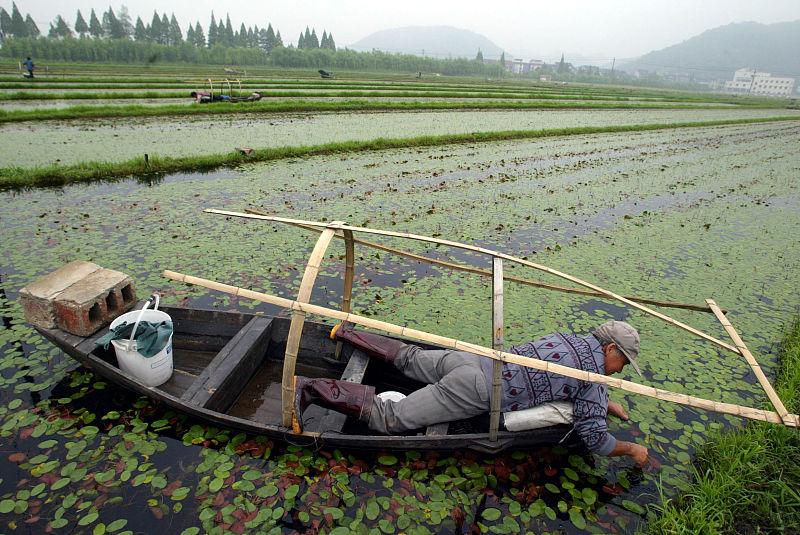 茭白北方种植技术_北方茭白叫什么_北方种植茭白技术与管理