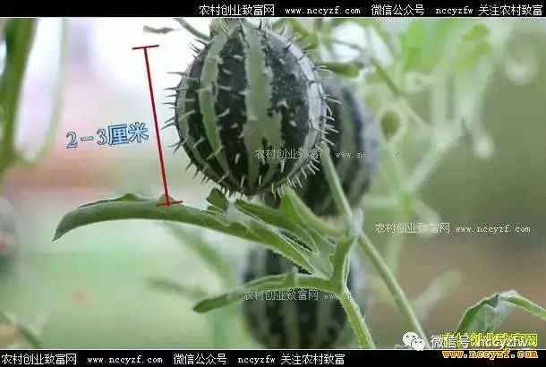 致富经：冯乐平种植稀奇西瓜狂卖8000万