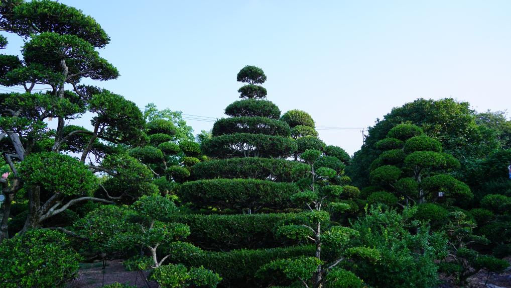 花卉市场采访_花卉致富采访种植方案_采访种植花卉致富