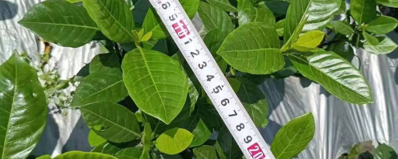 5月份适合种植什么花卉