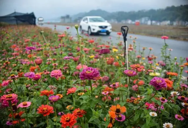 花卉致富采访种植方案_采访种植花卉致富_花卉致富采访种植视频