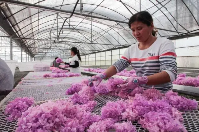 采访种植花卉致富_花卉致富采访种植视频_花卉致富采访种植方案