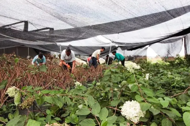 采访种植花卉致富_花卉致富采访种植视频_花卉致富采访种植方案