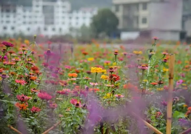 花卉致富采访种植方案_采访种植花卉致富_花卉致富采访种植视频