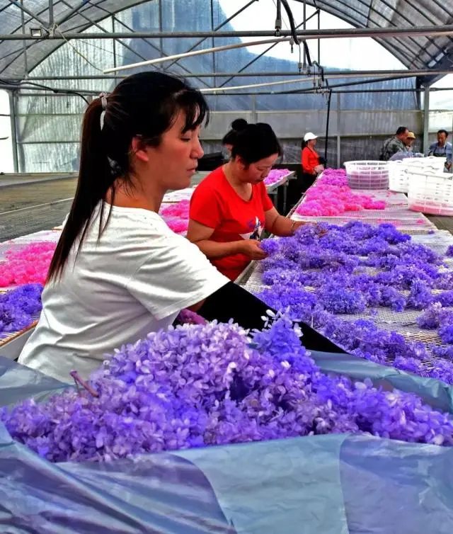 花卉致富采访种植视频_花卉致富采访种植方案_采访种植花卉致富