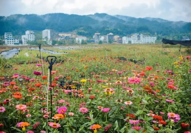 采访种植花卉致富_花卉致富采访种植视频_花卉致富采访种植方案