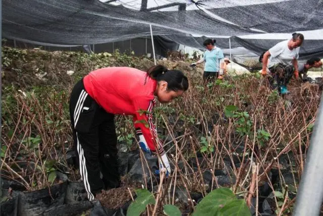 花卉致富采访种植视频_花卉致富采访种植方案_采访种植花卉致富