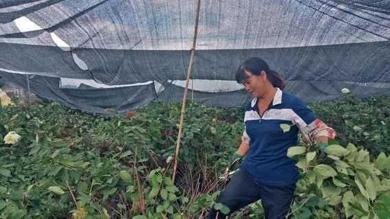 花卉致富采访种植方案_花卉致富采访种植视频_采访种植花卉致富