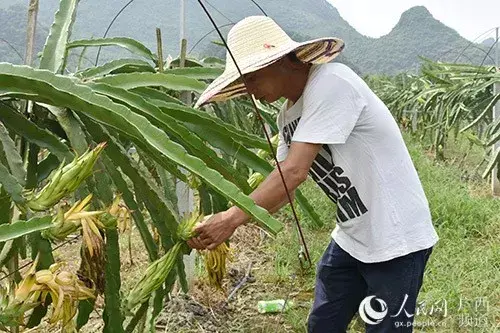 致富广西种植项目有哪些_在广西种植什么有前景_广西致富种植项目