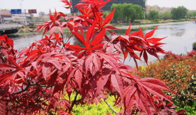 种植盆景利润怎么样_盆景种植致富机_种植盆景技术