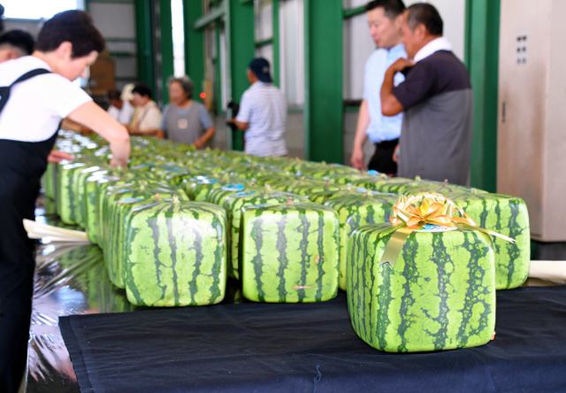 在日本种西瓜_西瓜种植日本技术与管理_日本的西瓜种植技术