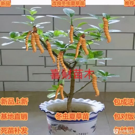 种植盆景技术_盆景种植致富机_盆景致富经