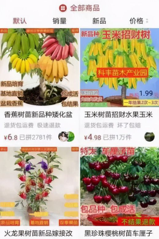 盆景致富经_种植盆景技术_盆景种植致富机