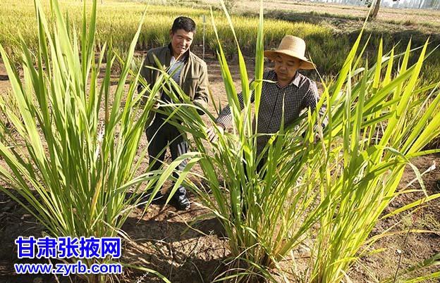 北方种植茭白技术要求_茭白北方种植技术_茭白北方适合种植吗