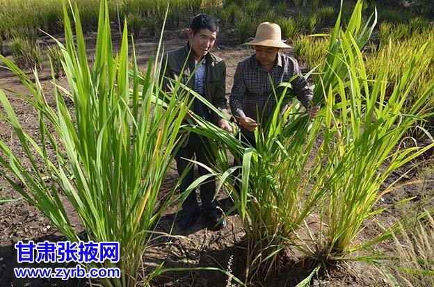 茭白北方适合种植吗_茭白北方种植技术_北方种植茭白技术要求