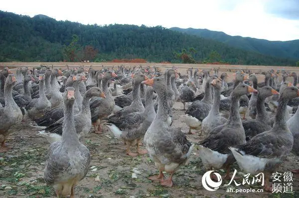 安徽霍邱：朗德鹅唱响致富歌