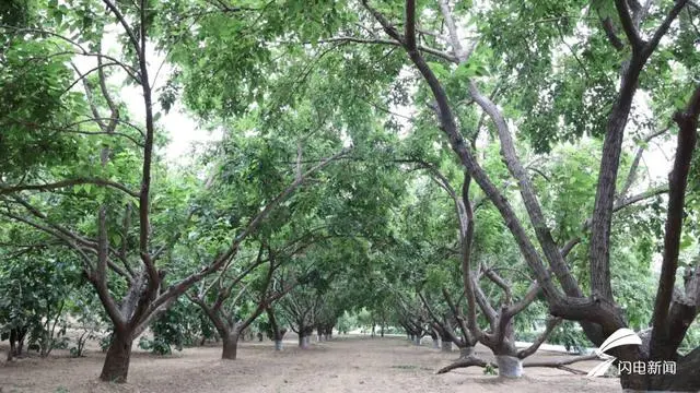 夏津：两万亩桑椹喜获丰收 “小甜蜜”带动大产业