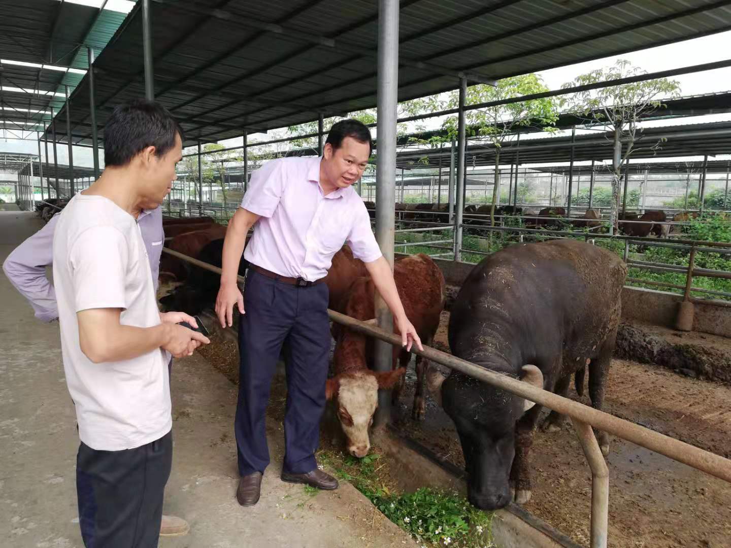 喜欢开“小灶”的“方校长”，带着老乡赶着杂交水牛奔小康