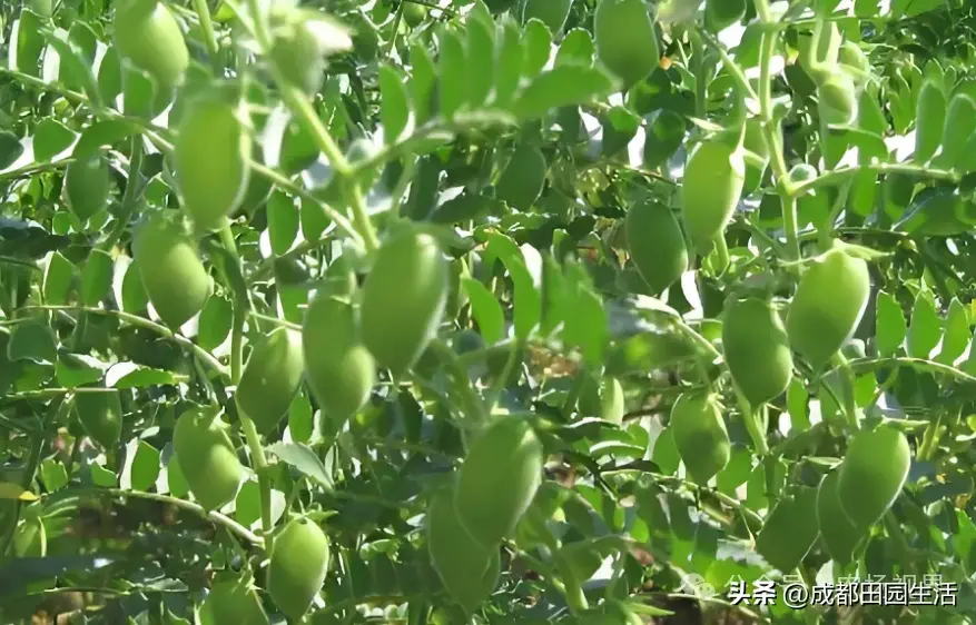 创意种植致富项目_种植致富新项目_致富创意种植项目介绍