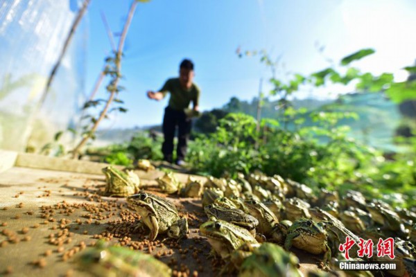 致富养娃攻略_致富经牛蛙养殖_致富经养蛙少女