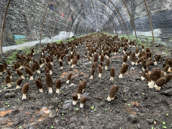 羊肚菌四川基地_致富经四川羊肚菌地址_四川羊肚菌种植合作社在哪里