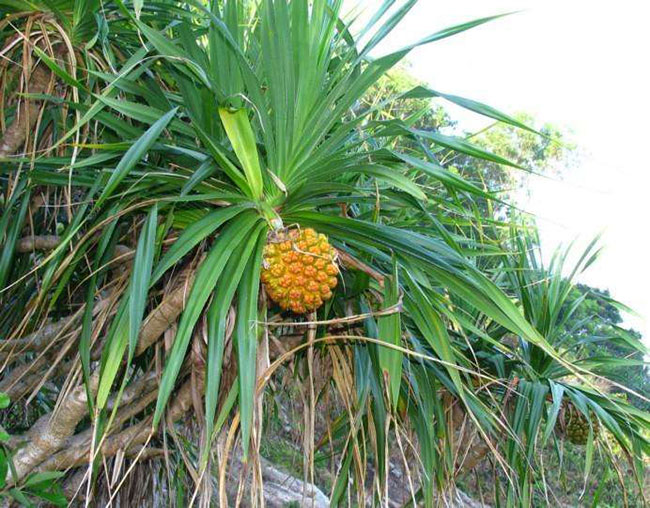 露兜果多少钱一斤？露兜果的种植前景分析