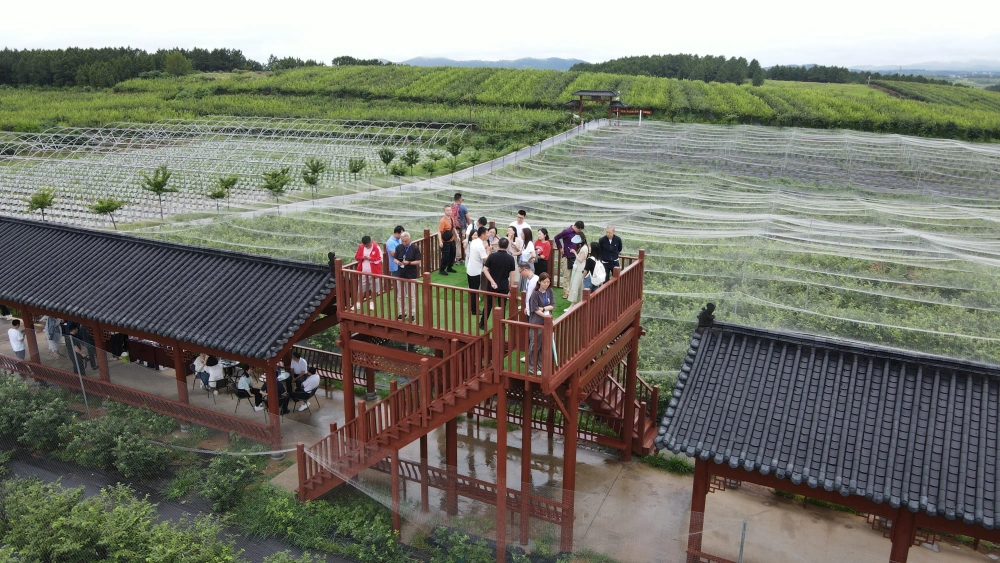 湖北安陆赵棚镇：小蓝莓带领村民脱贫致富，昔日荒山开起客栈