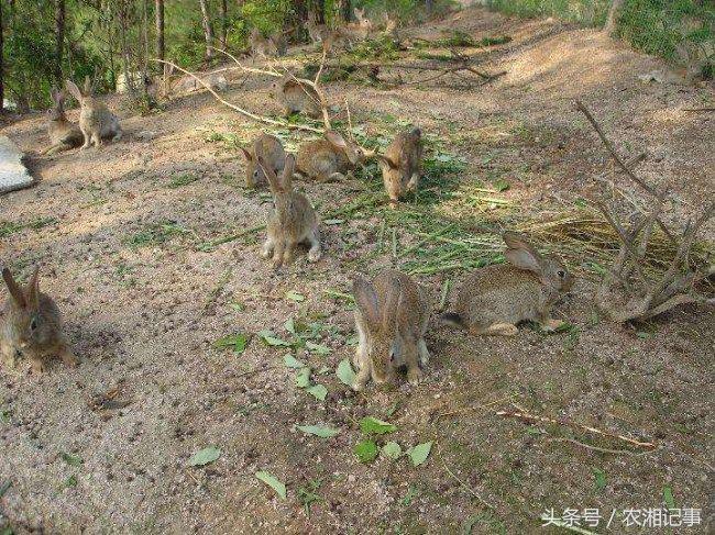 黑色养殖致富视频_致富经养黑猪视频全集_致富经养殖黑鱼视频