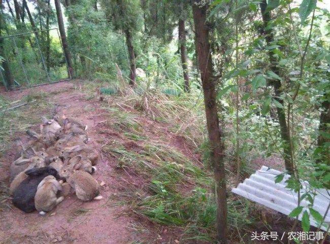 致富经养殖黑鱼视频_致富经养黑猪视频全集_黑色养殖致富视频