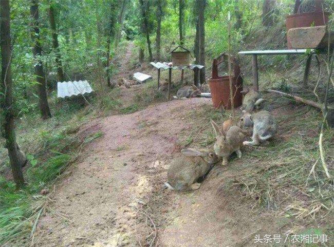 黑色养殖致富视频_致富经养黑猪视频全集_致富经养殖黑鱼视频