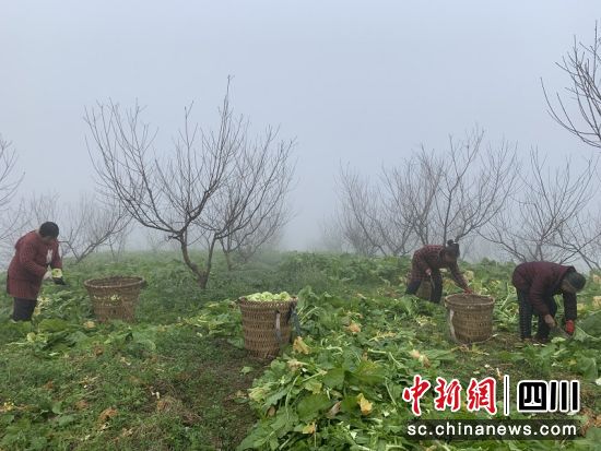 村民们在桃树下采收榨菜。