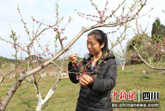 张丽萍给桃树疏果（资料图）