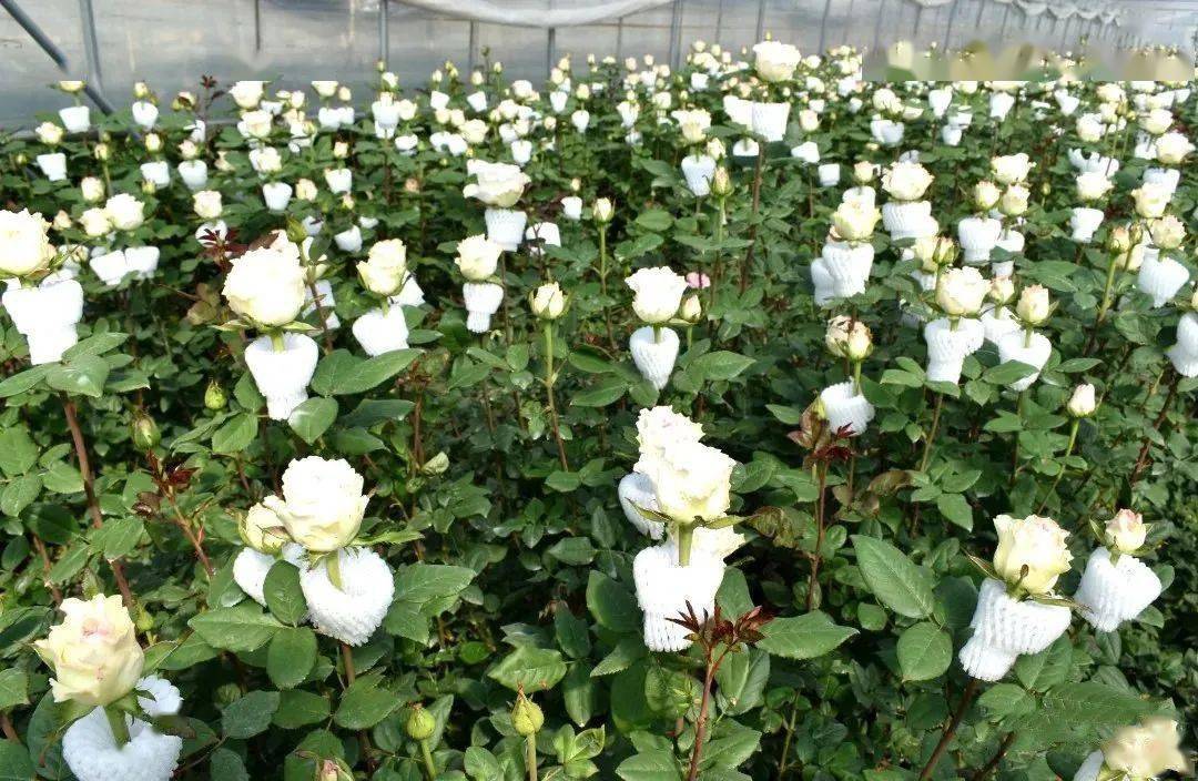 种花致富经_花卉 种植 致富_花卉致富种植方法