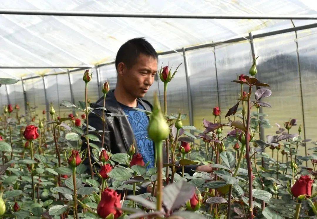 花卉致富种植方法_种花致富经_花卉 种植 致富