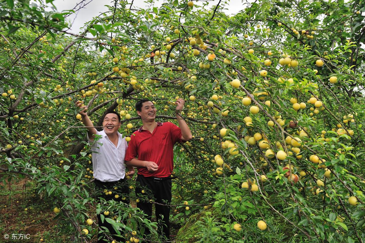 李子种子种植方法_李子种子种植技术与管理_李子种子种植技术