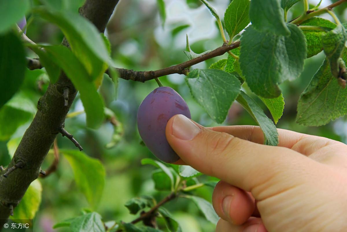 李子种子种植技术_李子种子种植方法_李子种子种植技术与管理