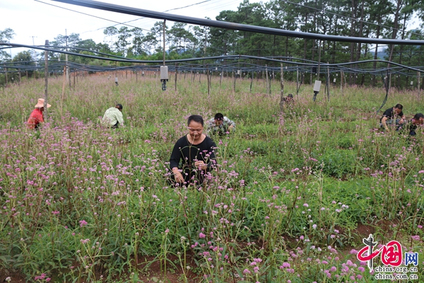 致富种植树大量生产_种树致富全部视频_大量种植致富树