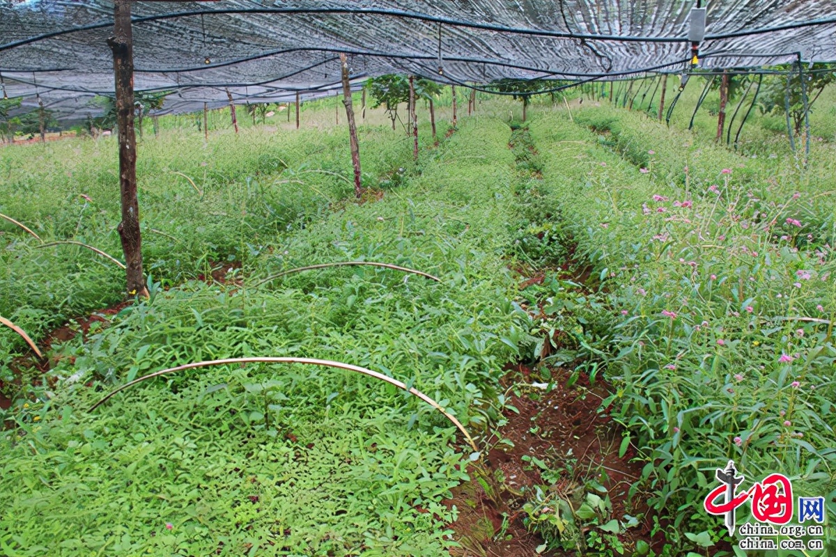 致富种植树大量生产_种树致富全部视频_大量种植致富树