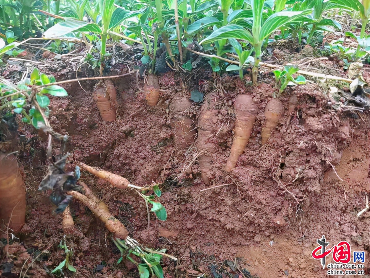 致富种植树大量生产_大量种植致富树_种树致富全部视频