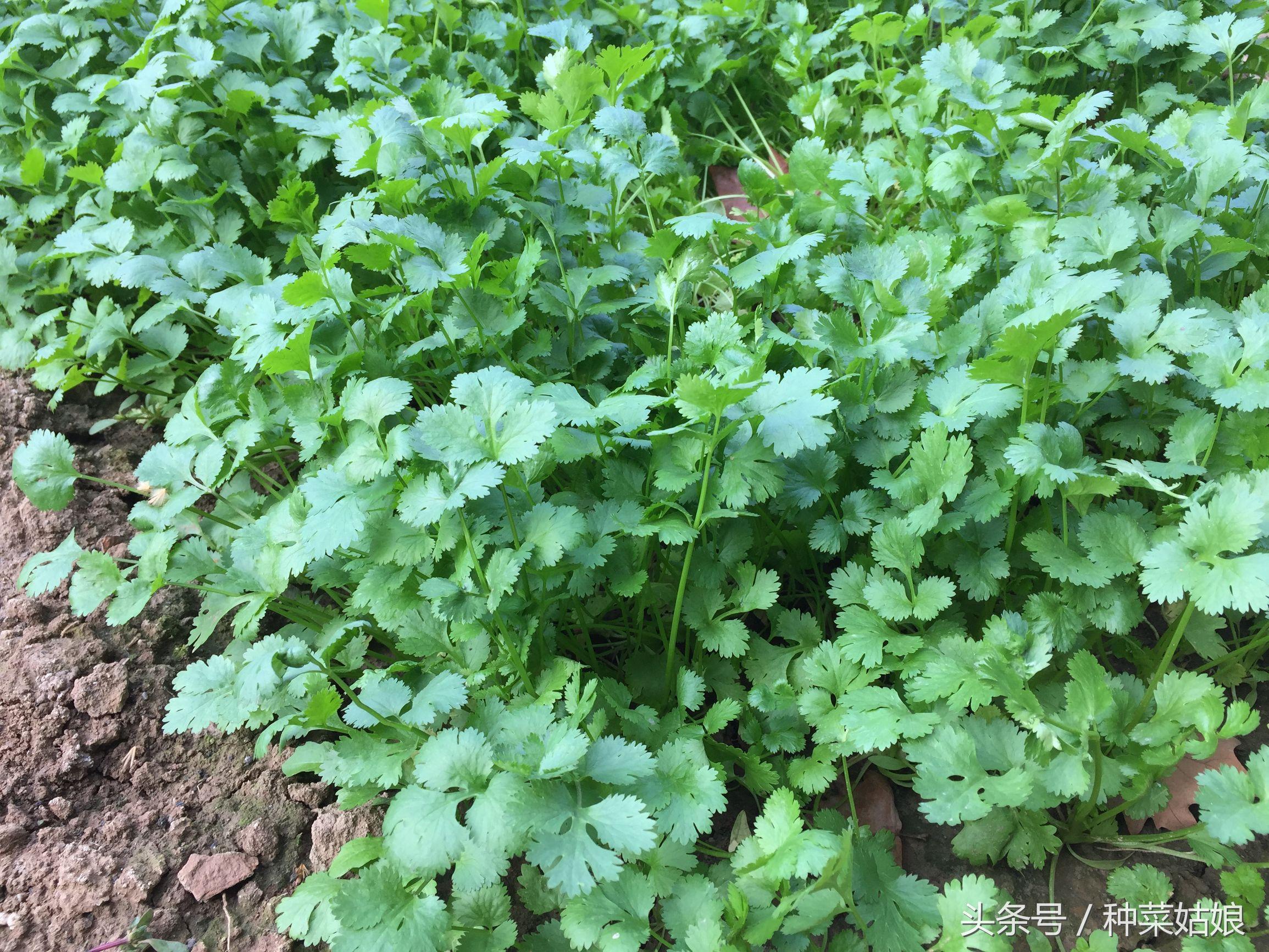 食香菜怎么种植技术_香菜种植最简单方法_香菜种植方法和时间视频教程