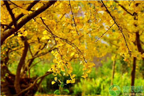 2019年银杏树种植前景和种植成本、利润